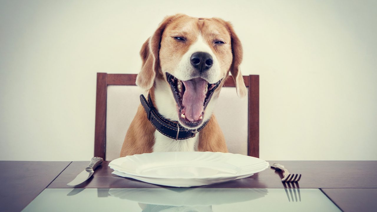 Ο σκύλος δεν κάνει να τρώει πατάτα – Και άλλοι 5 μύθοι για τη διατροφή του