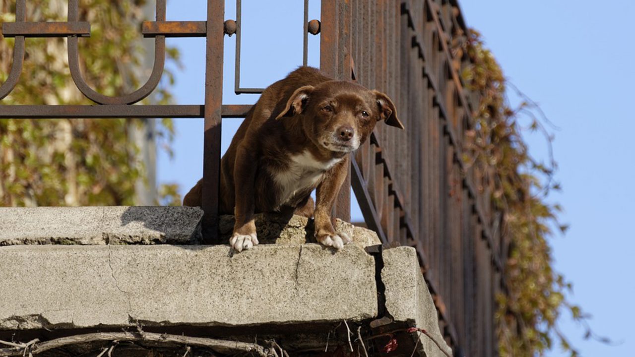 Επιτρέπεται να ζει ο σκύλος μόνιμα στο μπαλκόνι ή την ταράτσα;