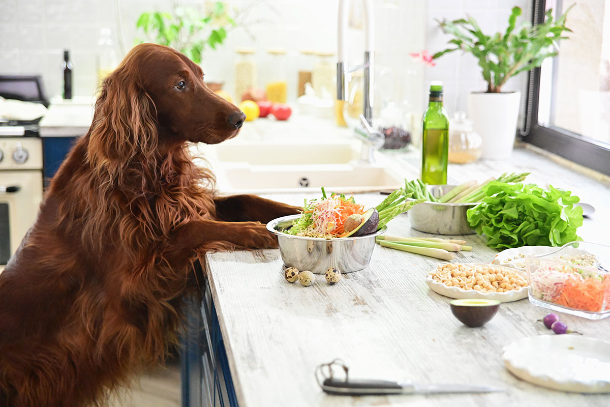 Υποθυρεοειδισμός: Πάσχουν και οι σκύλοι – Η διατροφή που βοηθά