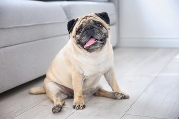 Γιατί ο σκύλος μου χάνει βάρος;
