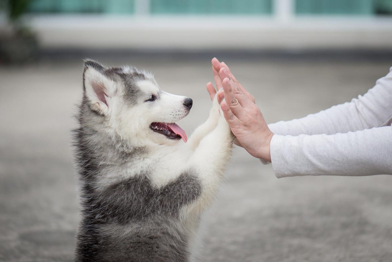 Τι προσωπικότητα έχει ο σκύλος σας – Οι παράγοντες που την επηρεάζουν