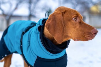 Συμβουλές για να προφυλάξετε τον σκύλο σας από το κρύο
