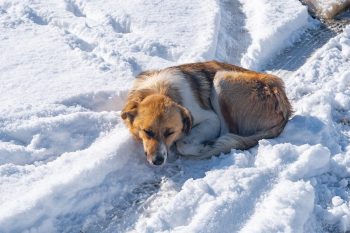 Συμβουλές για να προφυλάξετε τον σκύλο σας από το κρύο