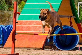 Σκύλος Σαρ Πέι: Γεννημένος κυνηγός και υπερήφανος φύλακας