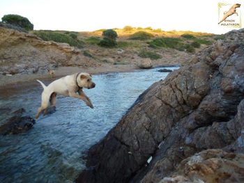 Σκύλος Σαρ Πέι: Γεννημένος κυνηγός και υπερήφανος φύλακας