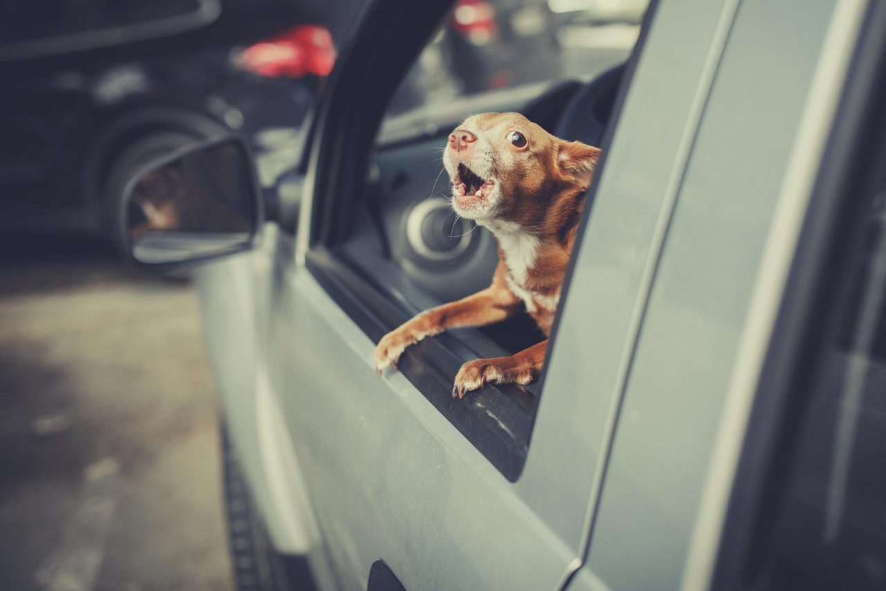 Ο σκύλος γαβγίζει μέσα στο αυτοκίνητο – Έτσι θα τον σταματήσετε
