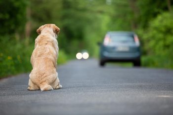 Τι πρέπει να κάνετε στον σκύλο σας μέχρι τον Μάρτιο – Ο νέος νόμος για τους ιδιοκτήτες ζώων συντροφιάς