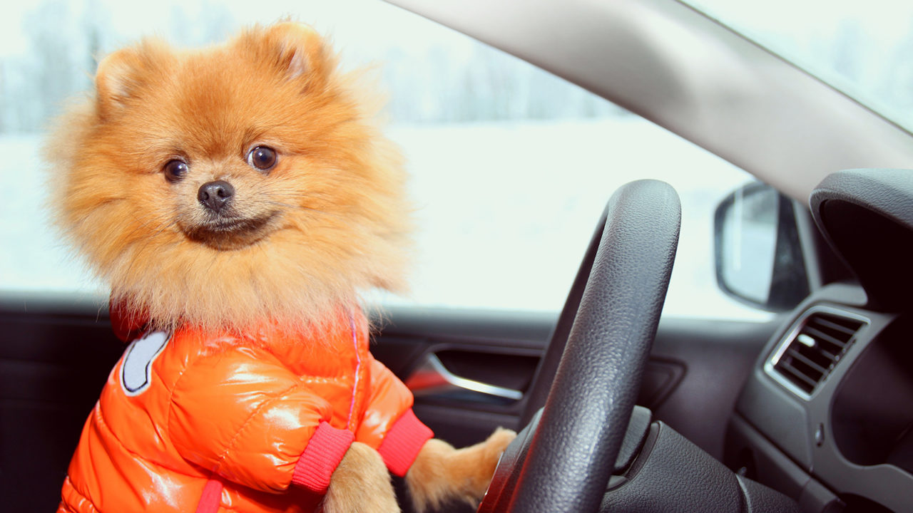 Σκύλος στο αυτοκίνητο: Όλα τα μυστικά για την ασφαλή μετακίνησή του