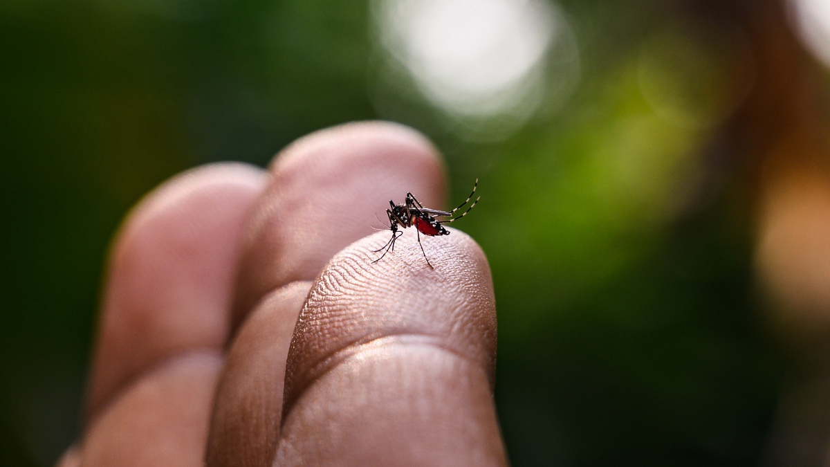 Dengue : prudence accrue pour les voyageurs en France